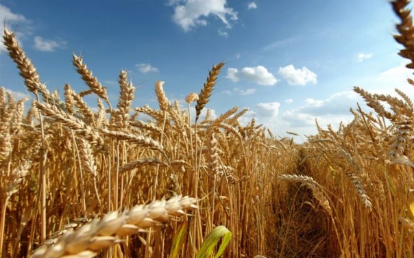 В России вывели перспективный вид пшеницы, стойкий к экстремальным условиям