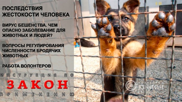 Животные без дома. Кто виноват и что делать? 18.01.2017, "Закон"