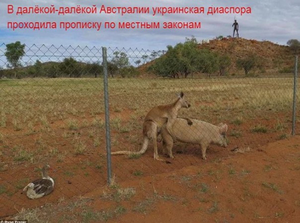 "Мыздобулы" в картинках. Смешных и не очень... 20-01-2017 "Мыздобулы" в картинках. Смешных и не очень... 20-01-2017