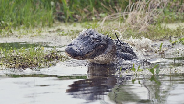 Во Флориде аллигатор покусал сына Виталия Кличко