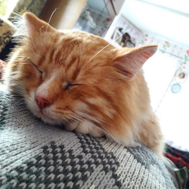 Эх, брошу всё и уеду в деревню: после просмотра этих фото вы подумаете то же самое! Эх, брошу всё и уеду в деревню: после просмотра этих фото вы подумаете то же самое!