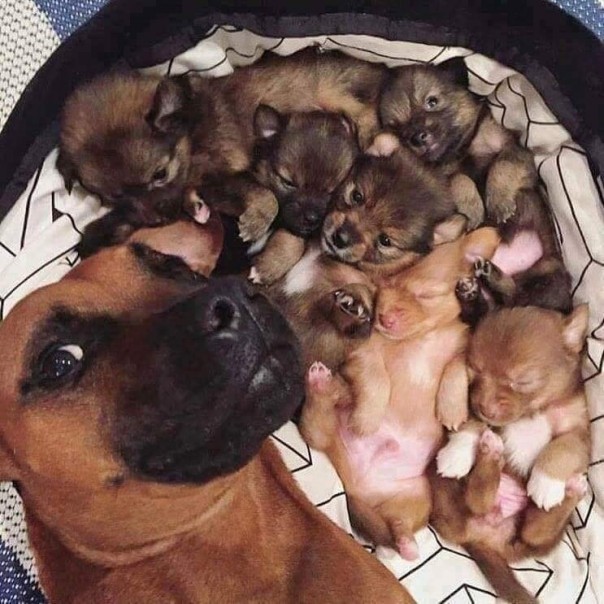 Звериное селфи: в сети набирает популярность новый тренд Звериное селфи: в сети набирает популярность новый тренд