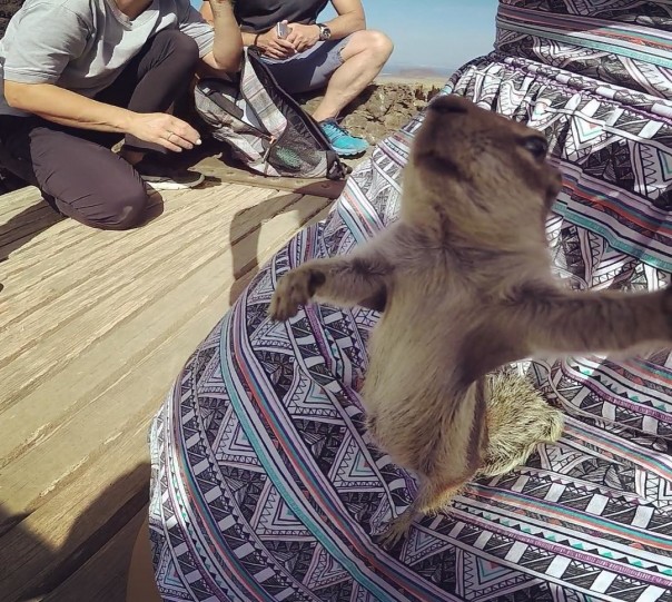 Звериное селфи: в сети набирает популярность новый тренд Звериное селфи: в сети набирает популярность новый тренд