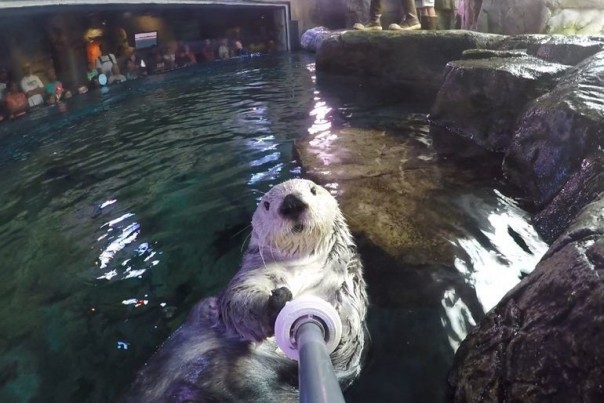 Звериное селфи: в сети набирает популярность новый тренд Звериное селфи: в сети набирает популярность новый тренд