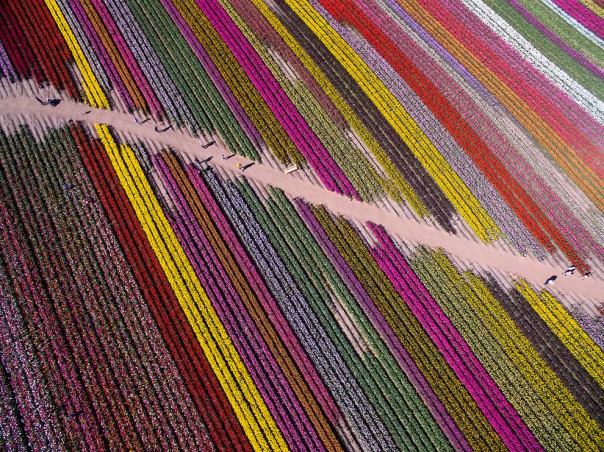 Выше и дальше: победители международного конкурса фотографий, выполненных с дронов (2016). Выше и дальше: победители международного конкурса фотографий, выполненных с дронов (2016).