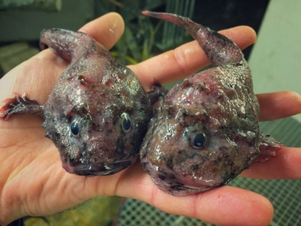 Невероятные монстры: российский моряк публикует снимки самых диковинных существ, попадающих в сети