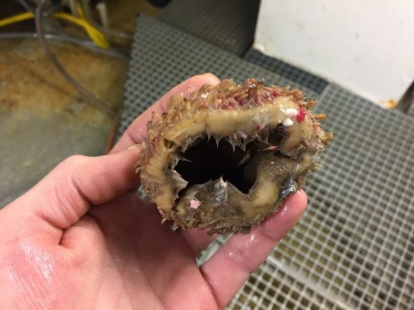 Невероятные монстры: российский моряк публикует снимки самых диковинных существ, попадающих в сети