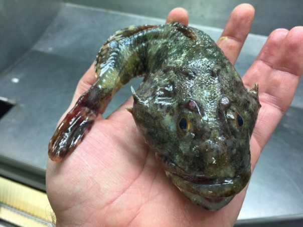 Невероятные монстры: российский моряк публикует снимки самых диковинных существ, попадающих в сети