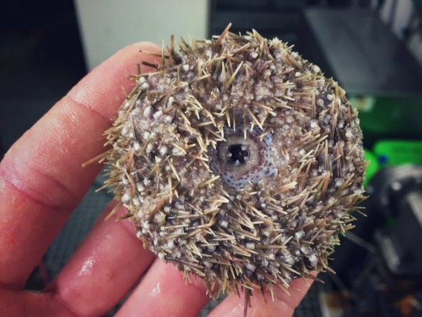 Невероятные монстры: российский моряк публикует снимки самых диковинных существ, попадающих в сети