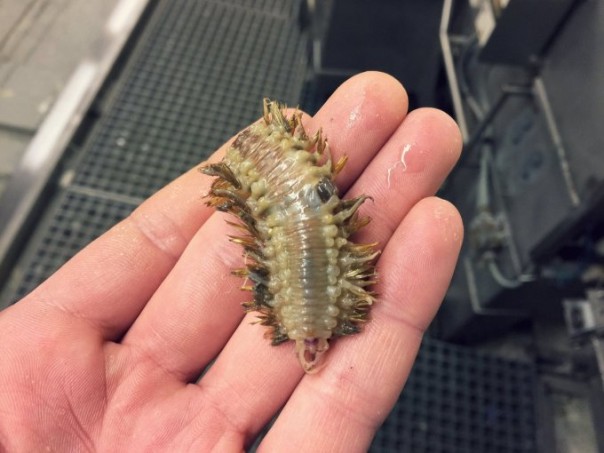 Невероятные монстры: российский моряк публикует снимки самых диковинных существ, попадающих в сети