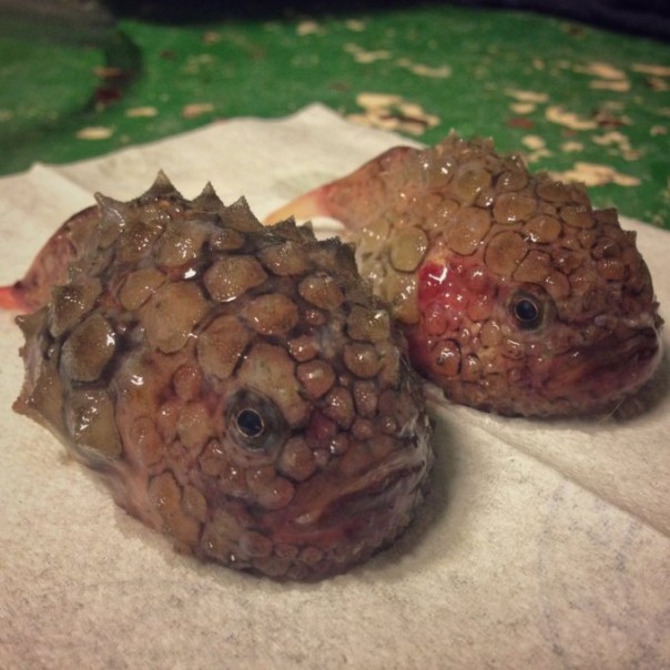 Невероятные монстры: российский моряк публикует снимки самых диковинных существ, попадающих в сети