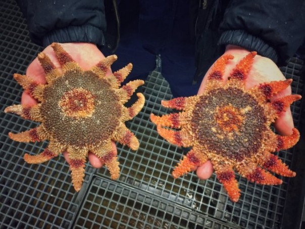 Невероятные монстры: российский моряк публикует снимки самых диковинных существ, попадающих в сети