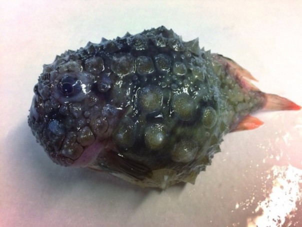 Невероятные монстры: российский моряк публикует снимки самых диковинных существ, попадающих в сети