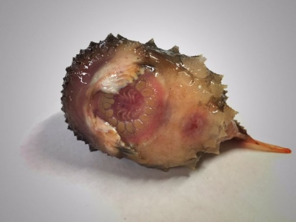 Невероятные монстры: российский моряк публикует снимки самых диковинных существ, попадающих в сети