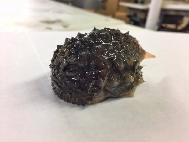 Невероятные монстры: российский моряк публикует снимки самых диковинных существ, попадающих в сети