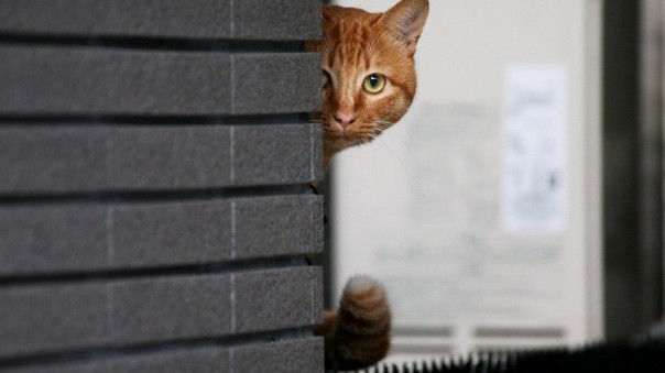 ЦРУ вложило 20 миллионов долларов в кота-супершпиона! Но денежки были выброшены коту под хвост…