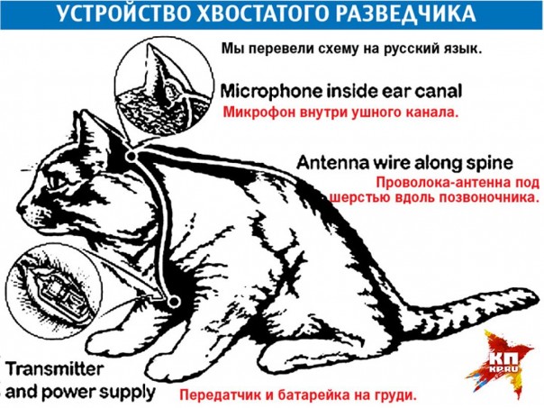 ЦРУ вложило 20 миллионов долларов в кота-супершпиона! Но денежки были выброшены коту под хвост… ЦРУ вложило 20 миллионов долларов в кота-супершпиона! Но денежки были выброшены коту под хвост…