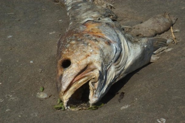 Украинские праздничные блюда с душком. Юлия Витязева Украинские праздничные блюда с душком. Юлия Витязева