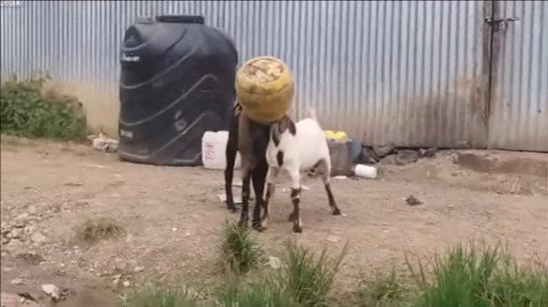 Прохожий спас двух козлов, застрявших головами в одном бидоне