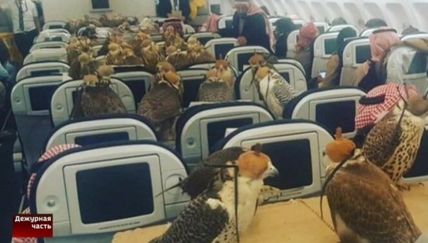Саудовский принц выкупил для своих соколов 80 мест бизнес-класса