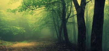 Не лесной кислород