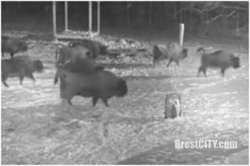 Зубры против волков