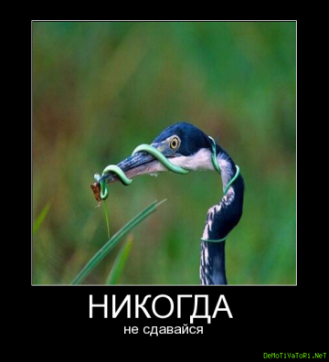 Джоди Плавник