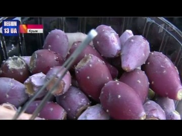 Экзотический урожай в Крыму: Съедобная разновидность кактуса родом из Латинской Америки