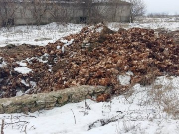 На Херсонщине устроили голодомор курам