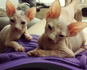 Голые кошки — тайные агенты инопланетных цивилизаций