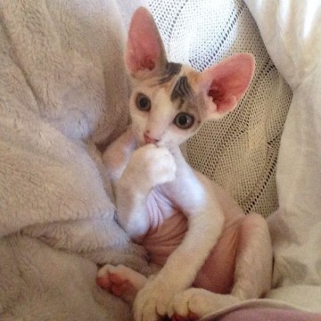 Голые кошки — тайные агенты инопланетных цивилизаций