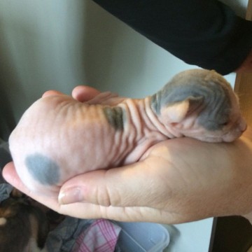 Голые кошки — тайные агенты инопланетных цивилизаций