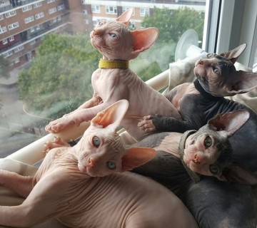 Голые кошки — тайные агенты инопланетных цивилизаций