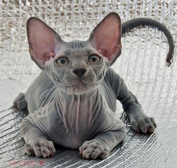 Голые кошки — тайные агенты инопланетных цивилизаций