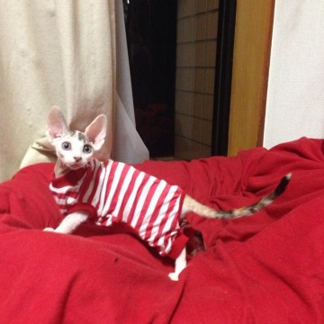 Голые кошки — тайные агенты инопланетных цивилизаций