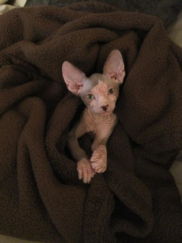 Голые кошки — тайные агенты инопланетных цивилизаций