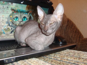 Голые кошки — тайные агенты инопланетных цивилизаций