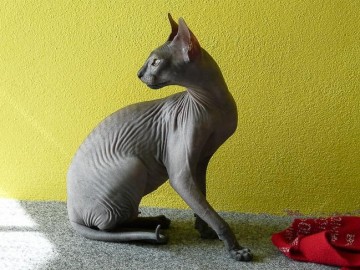 Голые кошки — тайные агенты инопланетных цивилизаций