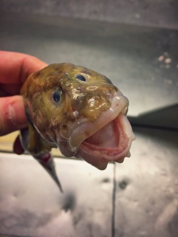 Невероятные монстры: российский моряк публикует снимки самых диковинных существ, попадающих в сети