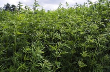 Франция: в борьбе за право проиграть Ле Пен побеждает марихуана