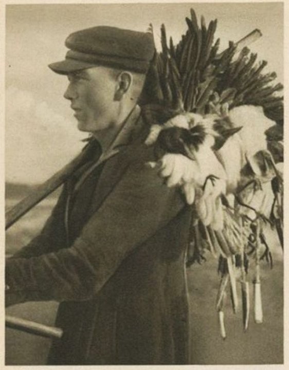 Кусатели ворон или как ловили птиц на Куршской косе Кусатели ворон или как ловили птиц на Куршской косе