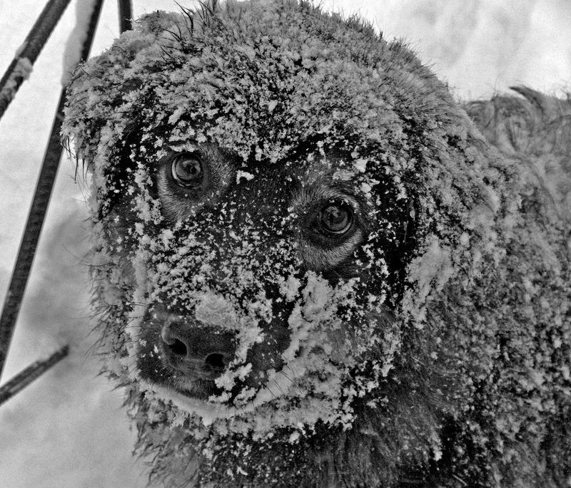 Собака четыре дня согревала малыша, которого бросила мать Собака четыре дня согревала малыша, которого бросила мать
