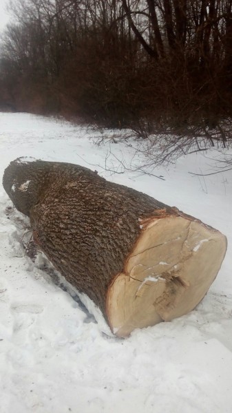 Это Украина, детка... а анархия - мать порядка