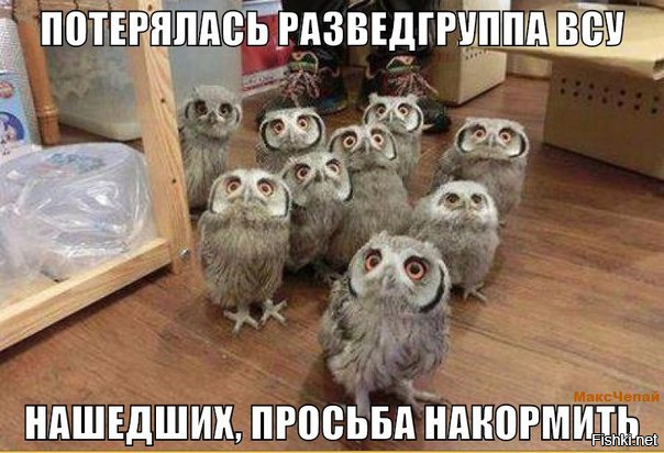 "Мыздобулы" в картинках. Смешных и не очень... 12-02-2017 "Мыздобулы" в картинках. Смешных и не очень... 12-02-2017