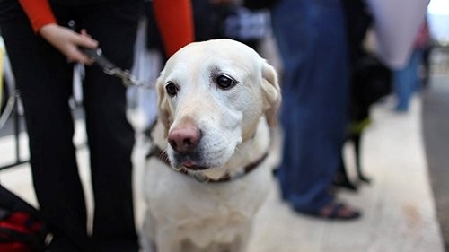 Бездомные собаки в Польше живут лучше, чем пенсионеры на Украине