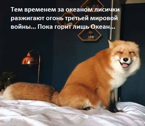 "Мыздобулы" в картинках. Смешных и не очень... 15-02-2017