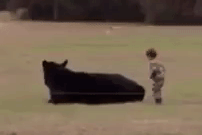 Отец поспорил на $20 с сыном, что тот не залезет на спину огромного быка