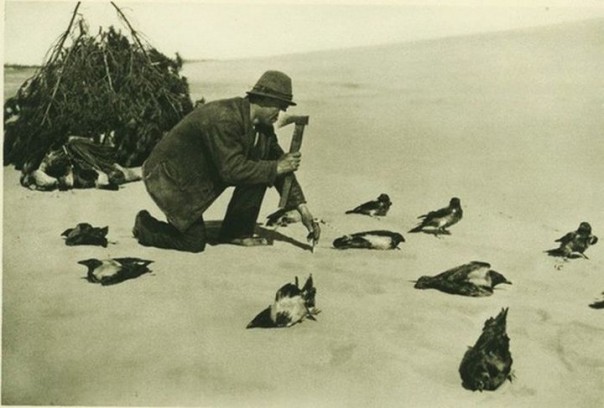 Кусатели ворон или как ловили птиц на Куршской косе