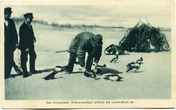 Кусатели ворон или как ловили птиц на Куршской косе Кусатели ворон или как ловили птиц на Куршской косе