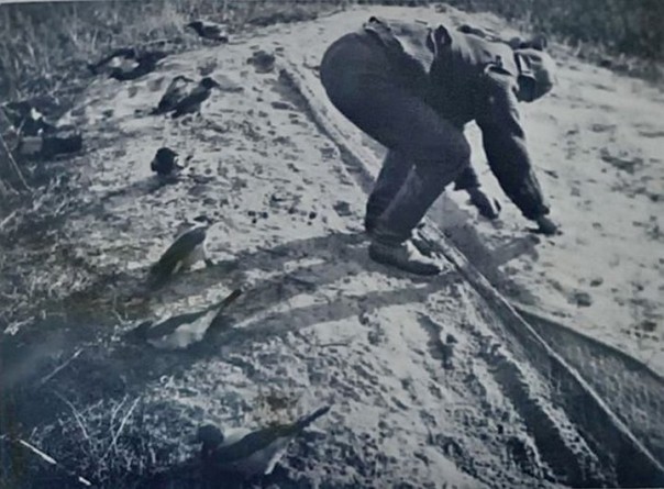 Кусатели ворон или как ловили птиц на Куршской косе Кусатели ворон или как ловили птиц на Куршской косе